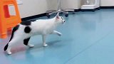 猫咪求人的猫咪不是好猫咪，我就不求人，自己动手，丰衣足食
