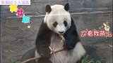 熊猫旦旦坐在轮胎里美滋滋地吃着竹笋，乖巧无比的样子太可爱了