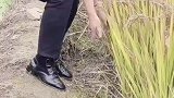没有十年八年的时间是练不到这手法的
