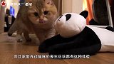 书店老板好心收留的流浪橘猫，没想到是一只“招财猫”，老板发了