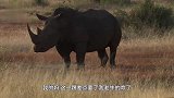 犀牛不断挑衅长颈鹿，只听“啪”的一声，对着牛头就是一个回旋踢