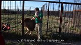 男子作死抓住雄狮的尾巴，雄狮瞬间发怒，镜头拍下惊险一幕