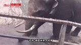 搞笑视频：这要是遇上个堵车 都能就地施肥啊