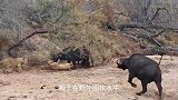 精彩的动物狩猎视频，水牛迁徙过河，鳄鱼在河中偷袭水牛失败！