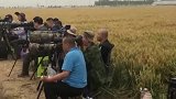 不就是麦子熟了，为什么这么多城里人，都来这里拍照