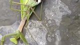 螳螂肚里有铁线虫，太吓人了！