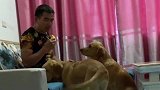 男主不给孩子吃桃子，金毛上去摁住男主让孩子抢，场面太逗了！