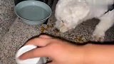 喂食的一瞬间：流浪狗突然哭到哽咽，狼吞虎咽，不知道饿了几天