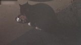 半夜偷吃的猫咪，真是太萌了吧，想抢回家啊！