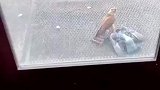老鹰抓我家鸽子王