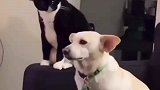 这猫嘴真欠，狗子一脸无辜！