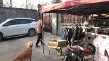 小咪太惨了因为长得胖被其它6只猫孤立，好在它脸皮厚不在乎