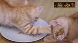 霸道橘猫和哥哥抢饭吃，抢不到就扒拉人家脑袋，哥哥从小输到大