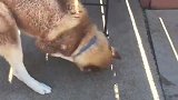 哈士奇刚刚洗完澡，二哈：“愚蠢的人类对我做了什么”