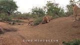 狮子费劲杀死猎物，却不吃就离开？看完后恍然大悟