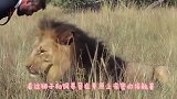 男子准备给狮子喂食，狮子的眼神却不太一样，幸好男子投食投的快