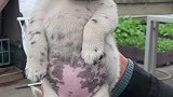 小花猪初养成，它可能一辈子都以为自己是白色