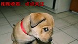 狗狗之间的明争暗斗！泰迪：你过来啊，中华田园犬：揍你哦！
