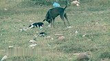 无忧无虑的小奶狗在满是垃圾的草地上寻找好玩的东西