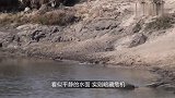 袋鼠在河边喝水，不料被鳄鱼“爆头”，可惨了