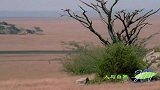 母狮狩猎水牛，关键时刻还得靠雄狮