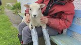 暖心！苏格兰一农场主自制仿生腿，只为帮助残疾小羊羔行走