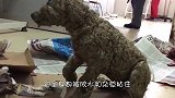 流浪狗被人全身倒满胶水，眼睛都睁不开，简直太过分了！