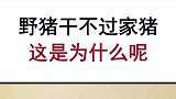野猪都没家猪厉害吗？