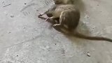 看我家猫咪厉害不