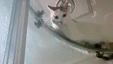 每当我洗澡的时候，都选好了最佳观赏位置，猫咪真的不能养公的