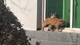 上班路上的捕获,被猫逗乐了