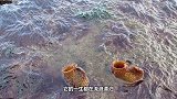 世界上最愚蠢的生物，不仅吃掉自己的脑子，还被人们端上餐桌