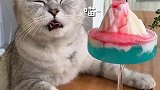 猫咪做的火山爆发，主人：我不敢喝！