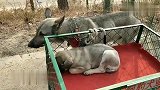 看看纯种狼青颜值如何，体型庞大，毛色漂亮，品相很好