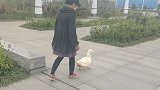 女子宠物鸭丢失痛哭登寻鸭启事：本打算吃掉 但养出了感情