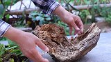 腐朽木头栽种石豆兰，观赏价值大大飙升
