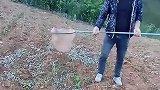 地里种鱼苗，大哥是个人才