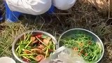 她说我们村封路了，那就到田边吃个饭吧