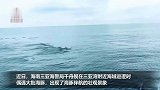 邂逅一群“海上精灵”！实拍海南三亚现大批海豚，百余只海豚伴航