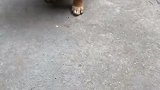 什么名贵犬种，也比不上中华田园犬