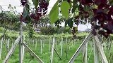 衡阳县：瓜果花香的八月果种植园