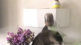 永远不要小瞧一个猫咪的破坏力，并且猫咪大部分都是很叛逆的，比如说这位！