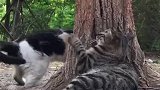 猫：一边儿去，别打扰我歇凉！