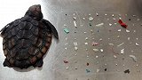 心疼！巴掌大海龟体内取出104片塑料 尸体被冲上海岸