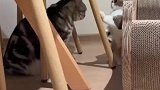 两只猫咪吵架上演霸总与小娇妻名场面
