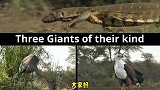 动物为食物打打杀杀，可今天这三位强者，表现的异常友好！