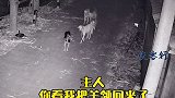 主人开监控发现羊没回家，隔空喊话狗狗去找，20分钟后狗狗带着羊群回来了！感动瞬间 万物皆有灵性
