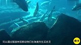 中国第一条海底观光隧道全长118米，能看见300多种鱼类