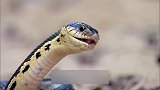 环颈鬣蜥的蛋被蛇吃掉，它竟然还很高兴，怎么回事