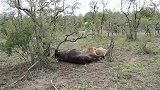 独狮王捕获野牛：这下可以大快朵颐了